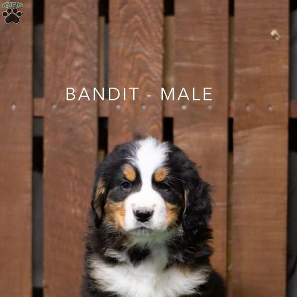 Bandit, Bernese Mountain Dog Puppy